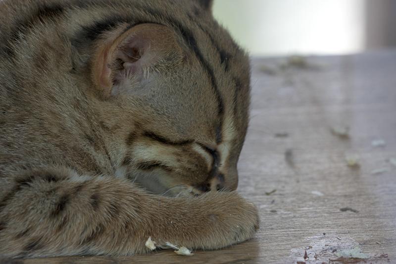 Cjp_2011_08_01_164035 (1).jpg